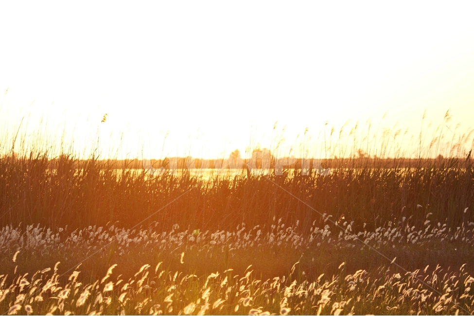 일몰,해넘이,황혼,풍경사진,감성사진,노을,자연,풍경,nature,landscape,grass,잔디,plant,식물,lawn