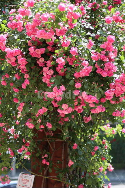 장미,핑크,5월,풍경,맑음,빛,식물,자연,plants,nature,꽃,flower