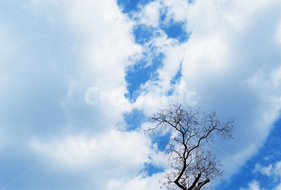 하늘,구름,나무,자연,겨울,풍경,뭉게구름,가을,겨울,계절,winter,season,자연,풍경,nature,landscape,식물,plants,나무,trees,wood,outdoors,옥외