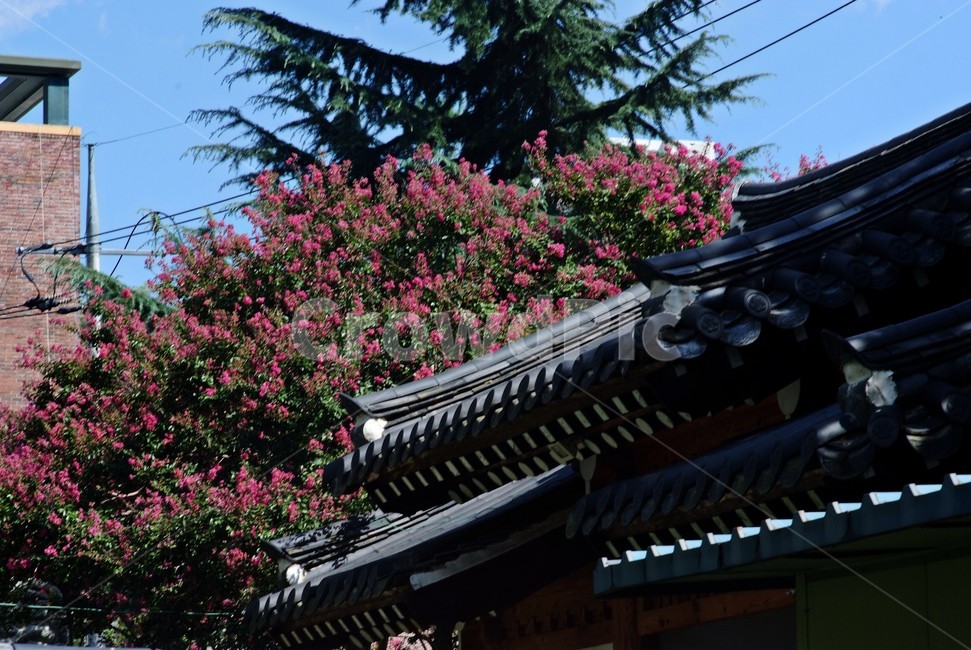 풍경,꽃,여름,한옥,서원,하늘,한국전통,한국문화,korean traditional,korean culture,건축물,건물외관,exterior,building,structure,architecture,construction