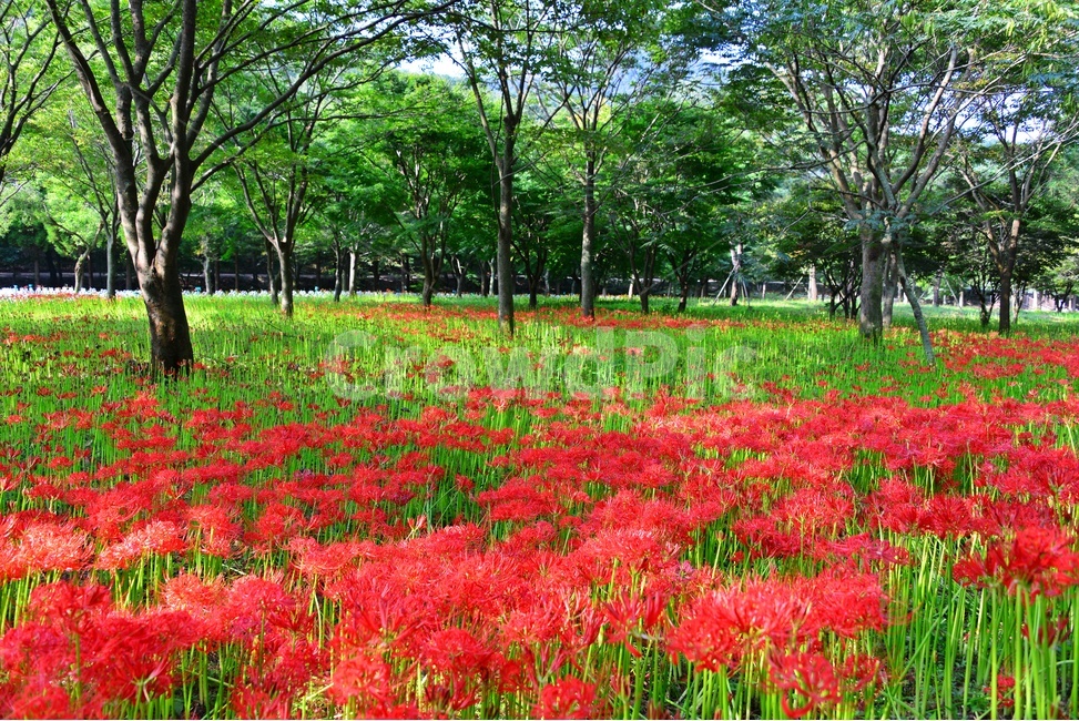 outdoors,옥외,blossom,flower,꽃,petal,꽃잎,plant,식물,tree,나무,treetrunk,나무줄기,영광,불갑사,꽃무릇축제,꽃무릇,축제,상사화