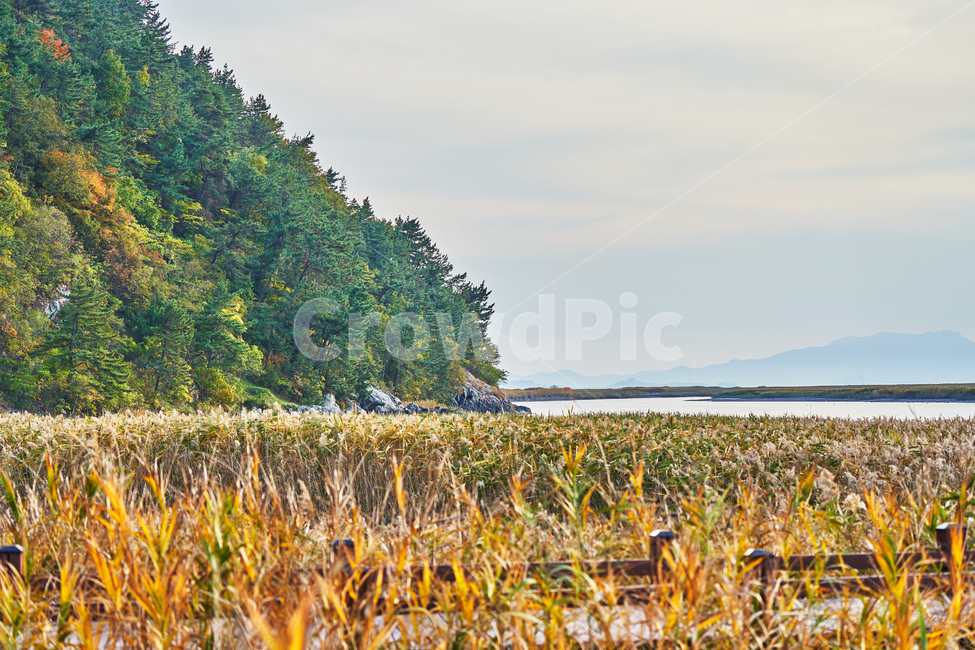 순천만습지,갈대,가을,자연,풍경,순천,순천만,갈대밭,하늘,산,가을,계절,fall,autumn,season,자연,풍경,nature,landscape,plant,식물