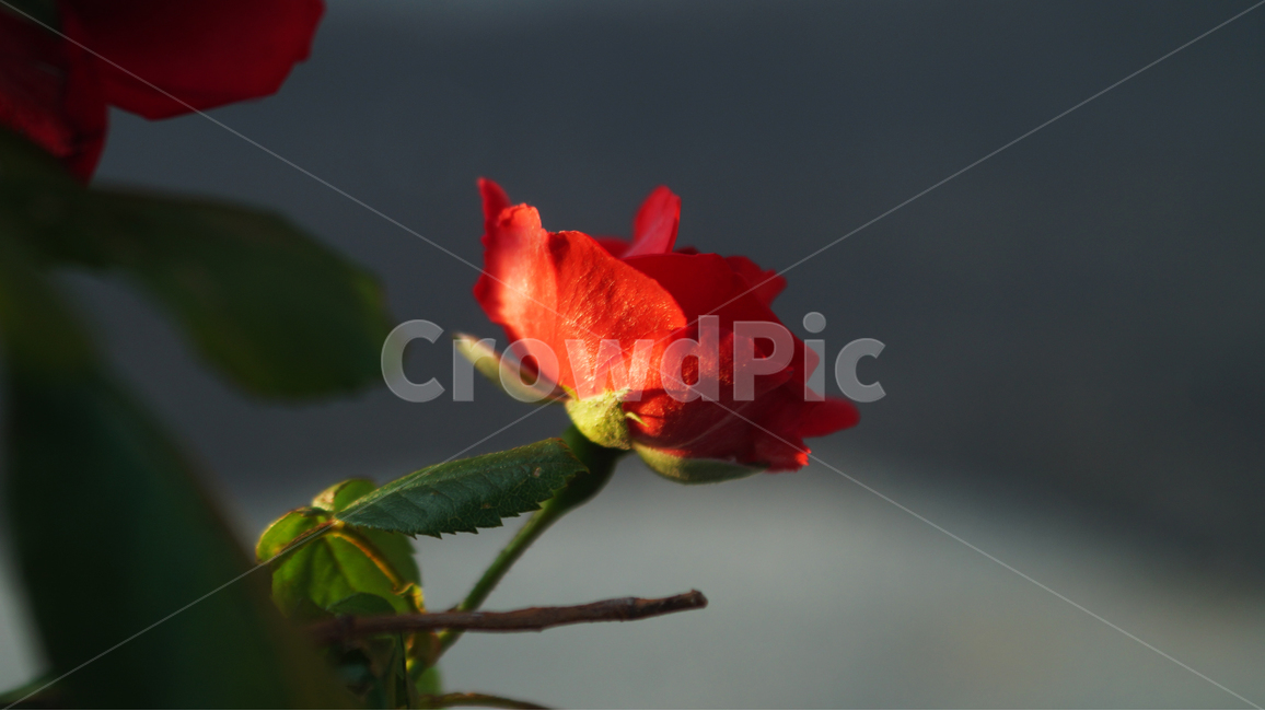 장미,꽃,분위기,빨간장미,따뜻함,redrose,flower,rose,red,mood,warm,color,colorful,natural,식물,자연,plants,nature,꽃,flower