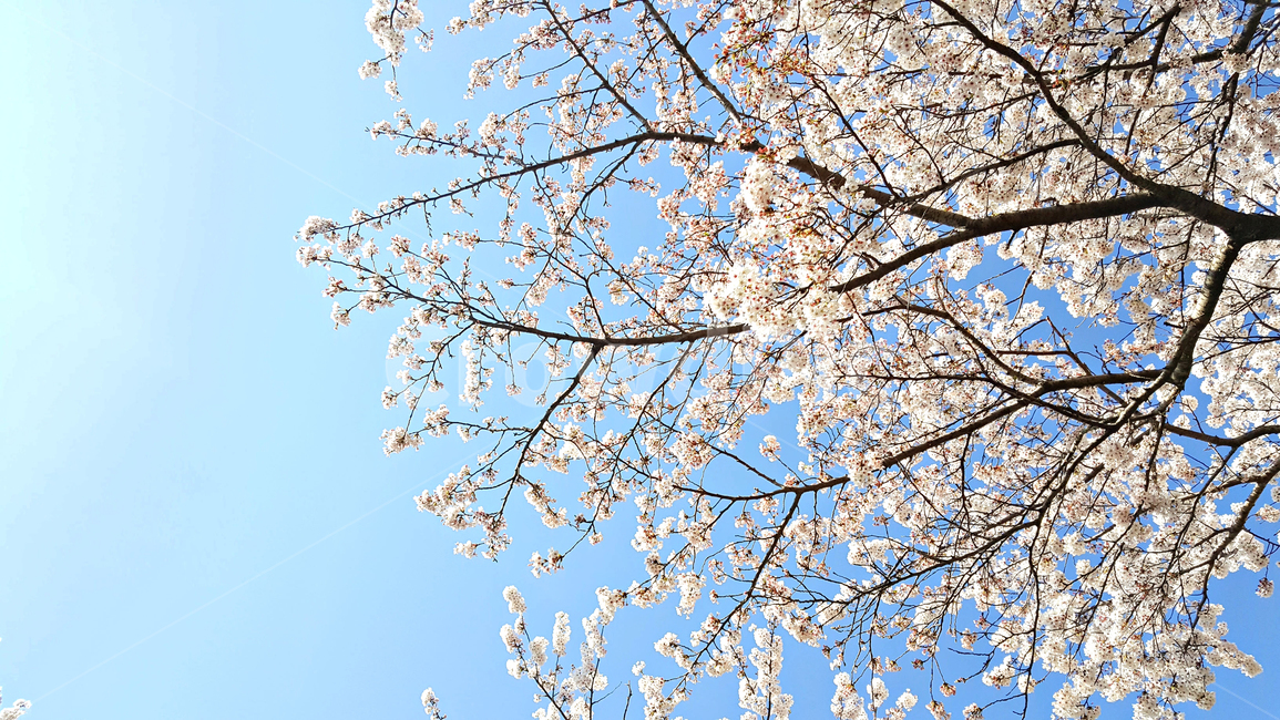 꽃,blossom,cherryblossom,식물,plant,벚꽃,벚나무,식물,자연,plants,nature,꽃,flower