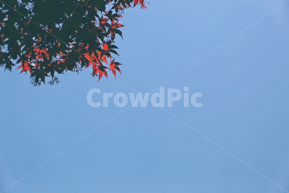 하늘,가을,단풍,단풍나무,푸름,가을,계절,fall,autumn,season,식물,자연,plants,nature,leaf,잎,plant,tree,나무