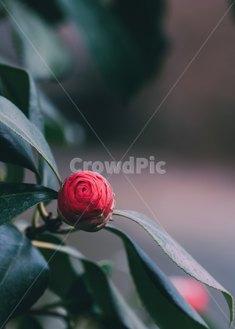 꽃,flower,동백,식물,plants,식물,자연,plants,nature,꽃,flower,감성,sensible,feeling,색깔,색상,색채,색감,color sense,color sensitivity,feeling of color