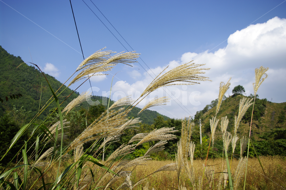 억새,가을,하늘,식물,구름,가을,계절,fall,autumn,season,grass,잔디,plant,lawn