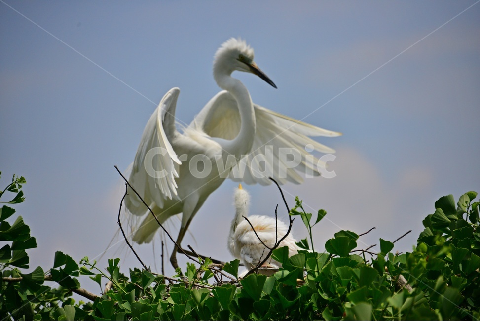 bird,새,animal,동물,waterfowl,egret,백로,stork,황새,육추,백로육추,백로새끼