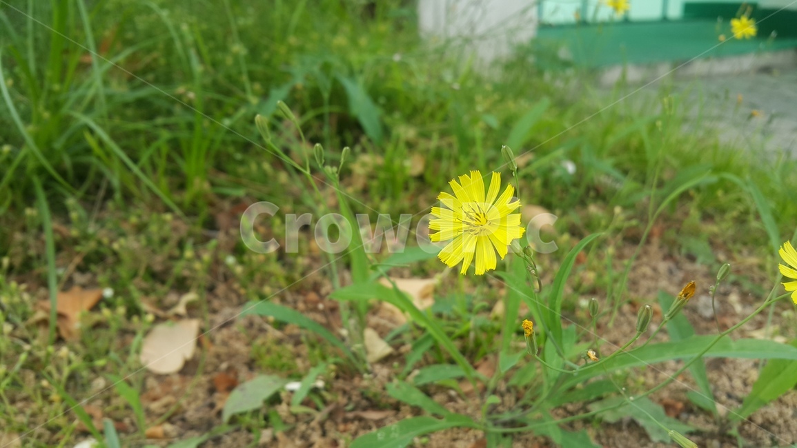 꽃,컬러,노란색,여름,들꽃,plant,flower,yellow