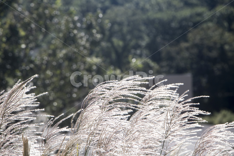억세,나무,가을,풍경,경치,plant,식물,갈대,reed,가을,계절,fall,autumn,season,식물,자연,plants,nature,grass,잔디,lawn