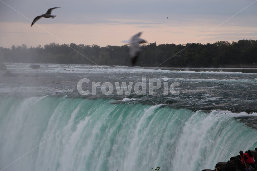 나아이가라,나이아가라폭포,토론토,캐나다,폭포,새,갈매기,물위를나는새,waterfall,자연,야생,웅장함,대자연,숭고함,niagara,niagarafalls,자연,풍경,nature,landscape,해외,외국,세계,foreign,oversea,world,세계자연풍경,해외자연풍경,외국자연풍경,world nature landscape