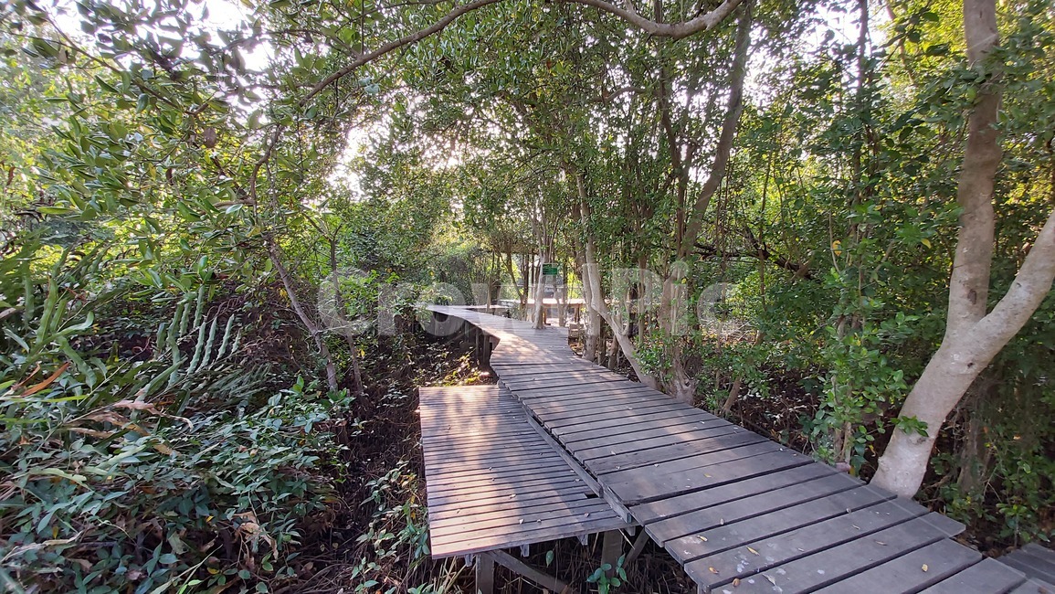 bridge,다리,맹그로브숲,자연,숲,나무,자연,풍경,nature,landscape