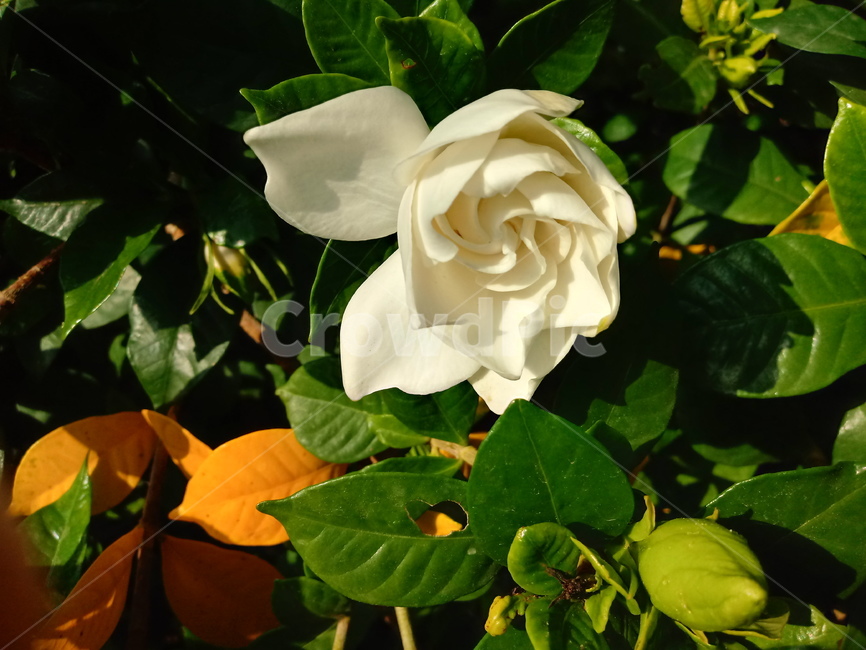 치자나무,꼭두서니과,capejasmine,흰색꽃,나무,식물