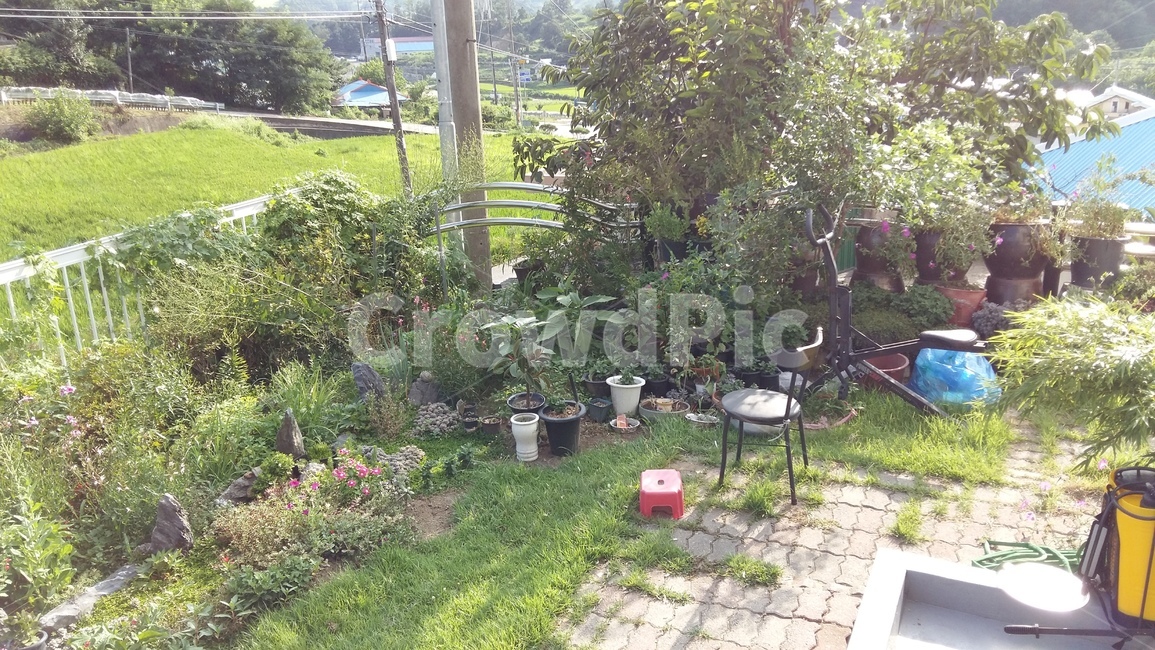 마당,여름,풀,옥외,outdoors