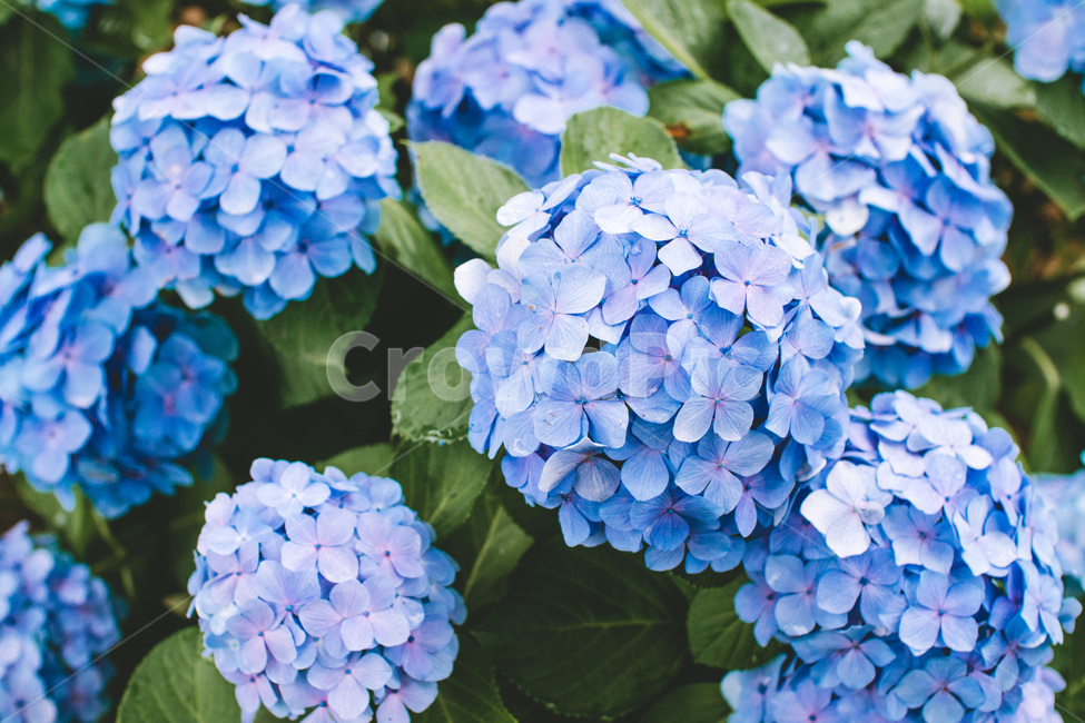 꽃,수국,파란색꽃,파란색,보라색,파란꽃,여름꽃,식물,자연,plants,nature,꽃,flower