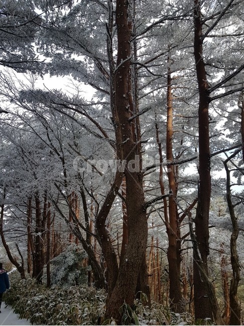 설산,겨울,눈꽃,겨울나무,겨울풍경,한라산,겨울산,눈,식물,나무,나무줄기