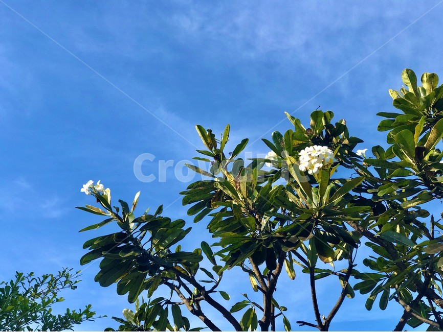 나무,꽃,하늘,자연,하얀꽃,식물,자연,plants,nature,꽃,flower