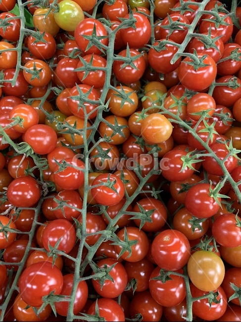 식물,토마토,방울토마토,자연,tomato,채소,야채,빨간색,빨강,red,green