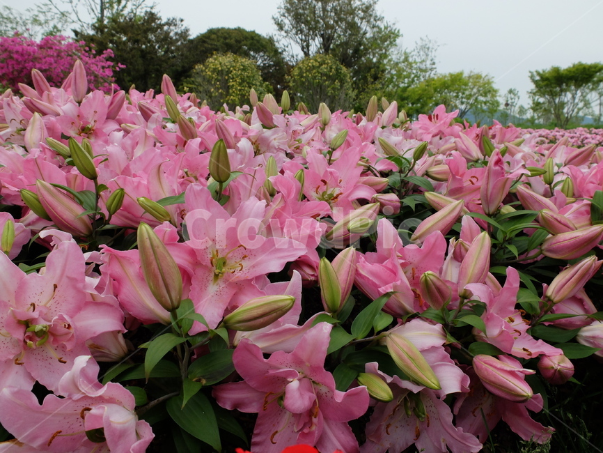 홍백합,분홍백합,백합,꽃,분홍꽃,식물,자연,plants,nature,꽃,flower
