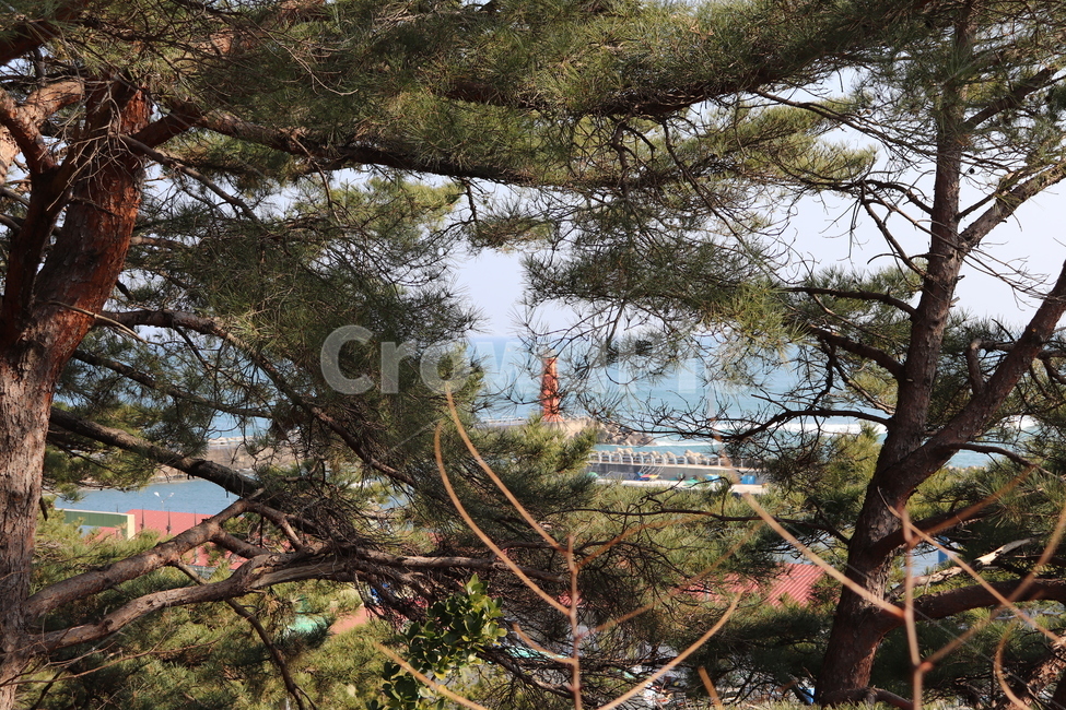 soil,흙,nature,자연,outdoors,sand,옥외,바다,하늘,sky,ocean,sea,beach,해변,tree,나무,plant,식물,등대,lighthouse,treetrunk,나무줄기