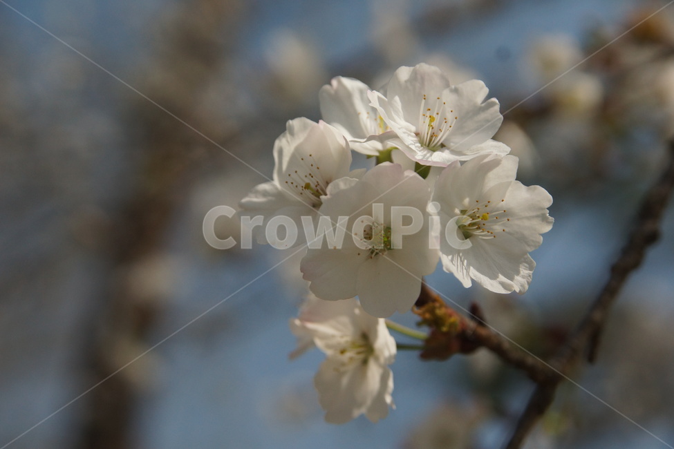 flower,꽃,blossom,벚꽃,cherryblossom,나무,꽃나무