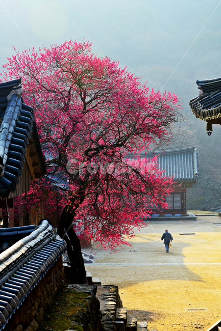 전남,구례,화엄사,화엄사흑매,홍매화,화엄사홍매화,봄,계절,사찰,절,아침,leaf,잎,tree,나무,person,사람,human,인간,plant,식물,nature,자연,옥외,outdoors,landscape,경치,scenery,풍경,종교,신앙,religion,belief,faith