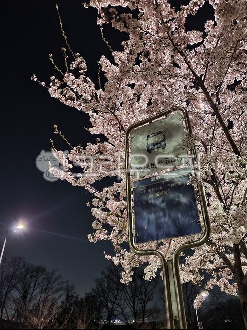 spring,Cherry Blossom,town,night cherry blossoms,Bus stop