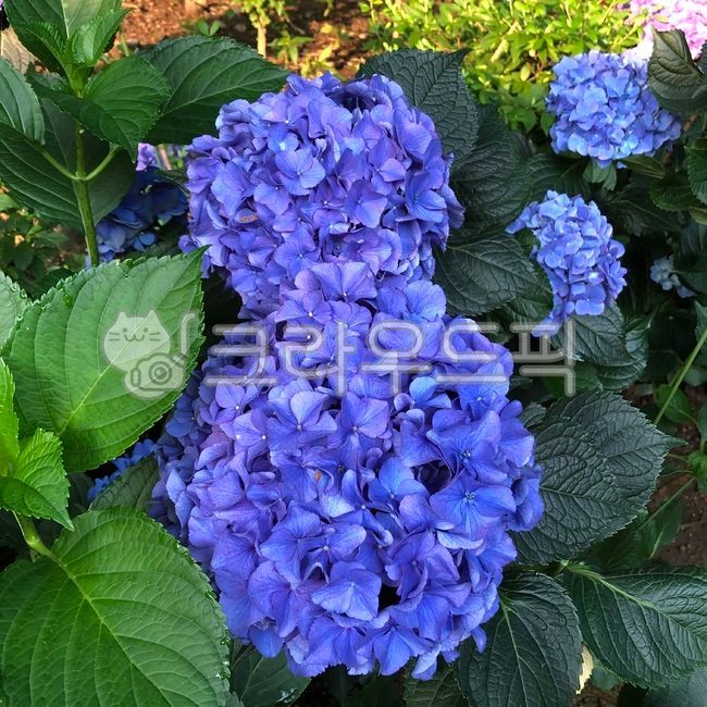 수국,나무,초록,보라,blossom,꽃,산성수국