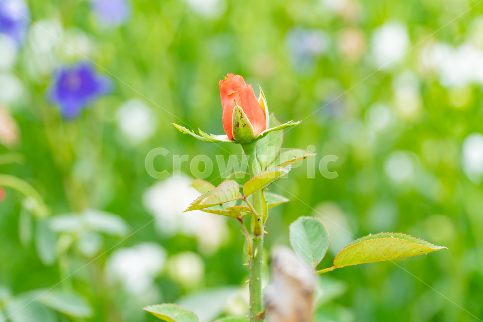 장미,색감,로즈,감성사진,rose,식물,자연,plants,접사,정원,nature,꽃,flower,피기전,못피운꽃,외로움,시작,포인트,꽃봉우리