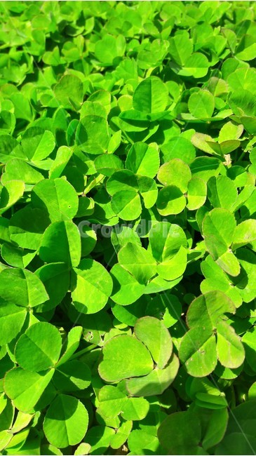 풀,세잎클로버,초록,클로버,행운,식물,자연,plants,nature
