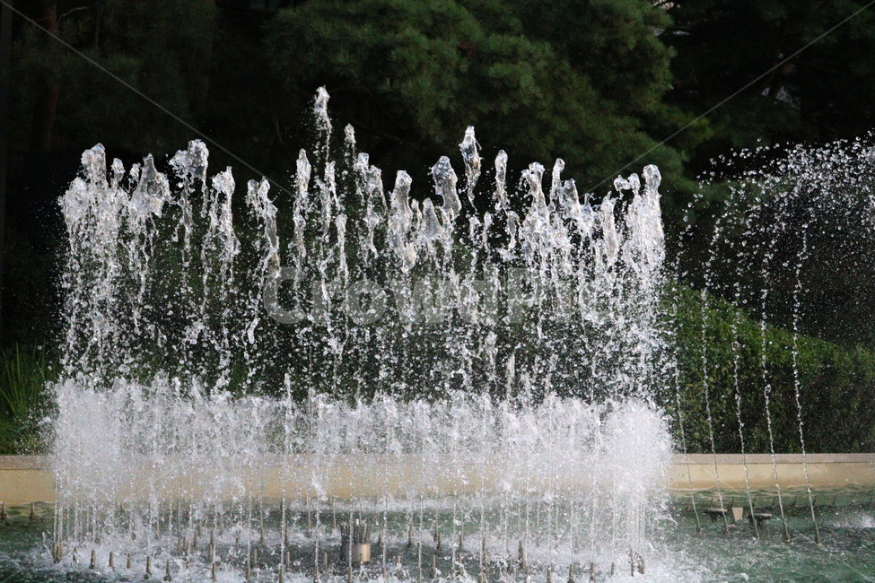 분수,분수대,물,공원,예술의전당,나무,소나무,자연,풍경,nature,landscape,water
