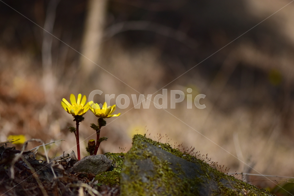 개복수초,복수초,야생화,봄,꽃,자연,식물,식생,노란색,노랑,봄의전령사,풀꽃,식물,자연,plants,nature,꽃,flower