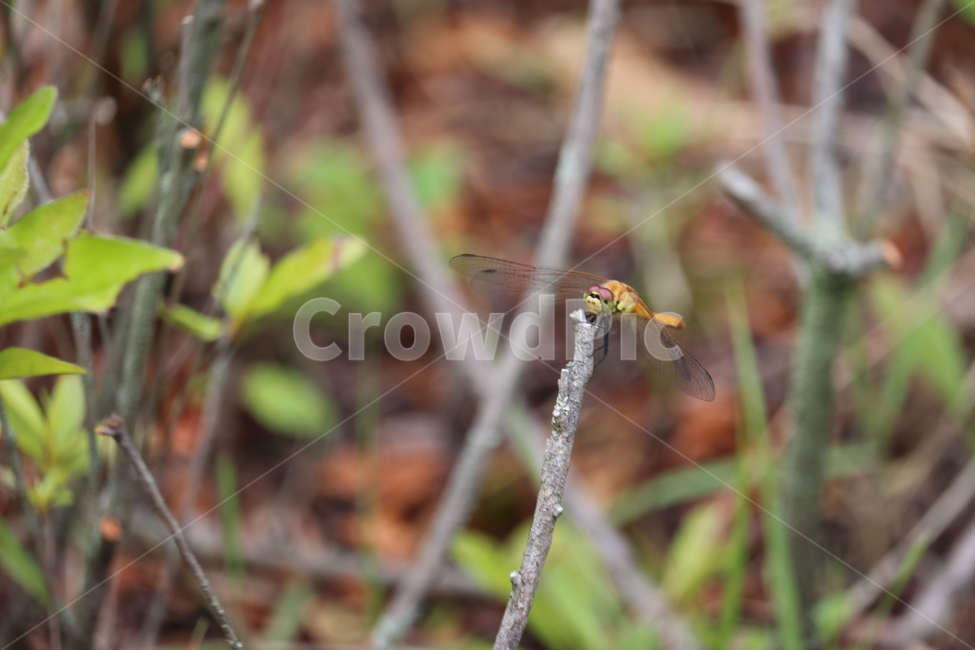 잠자리,아웃포커싱,자연,풀,날개,곤충,벌레,insect,bug