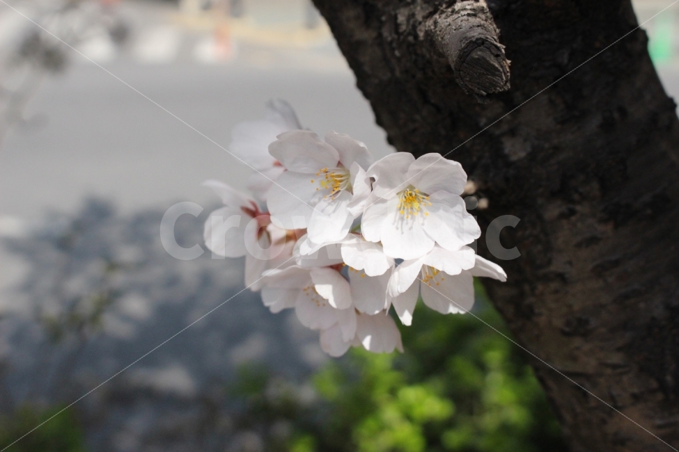 꽃,봄,벚꽃,하늘,나무,자연,개화,개화기,꽃봉오리,도로,식물,자연,plants,nature,봄,계절,spring,season,꽃,flower,plant