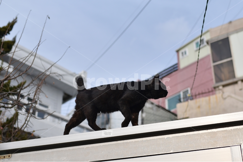 길냥이,고양이,순간포착,검은고양이,동물