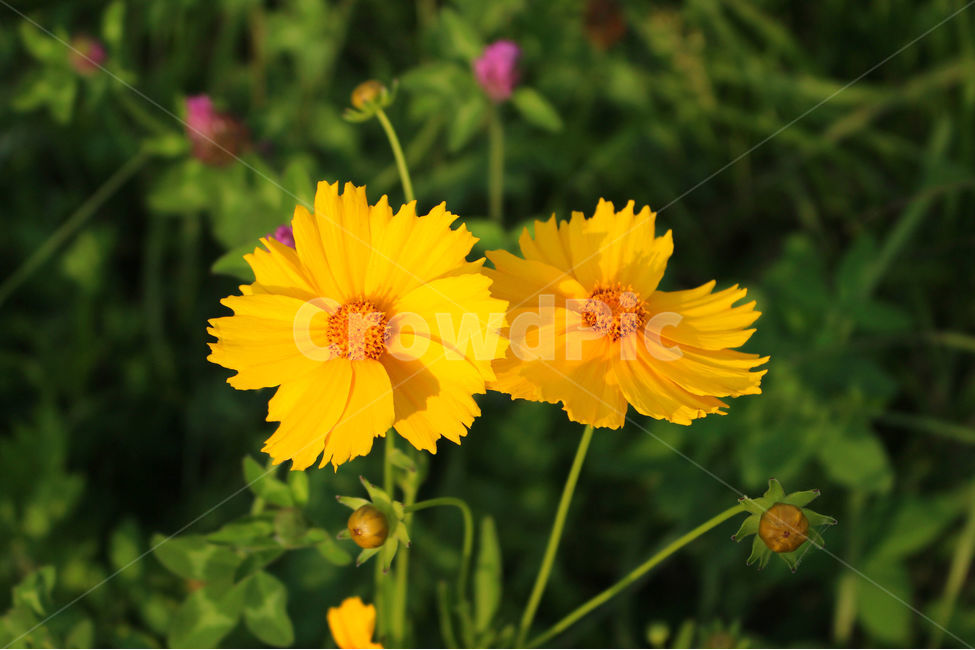 감성사진,자연,하늘,꽃풍경,풍경사진,색감,flower,sky,summer,nature,color,yellow,green,식물,자연,plants,nature,꽃,flower