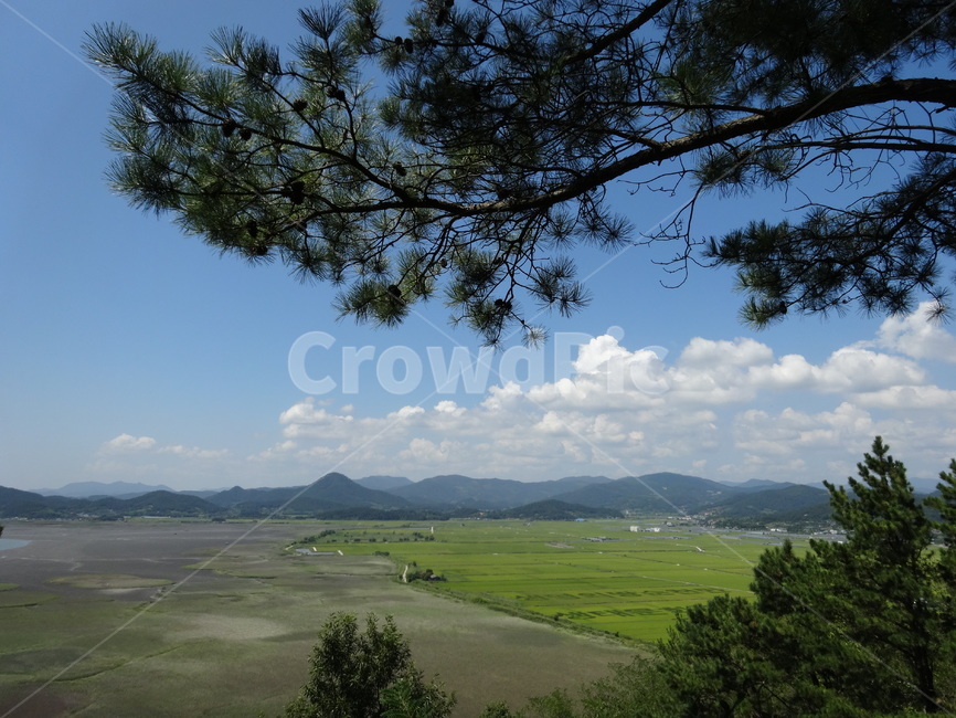 field,들,grassland,nature,자연,tree,나무,plant,식물