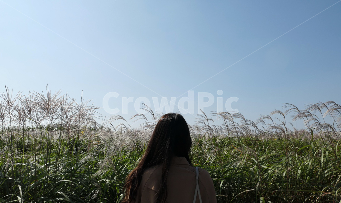 grass,clothing,의복,인간,human,person,사람,의류,여자,여자사람,여자뒷모습,억새,하늘공원,갈대밭,사람,인물,인간,human,person,여성,여자,woman,female,lady