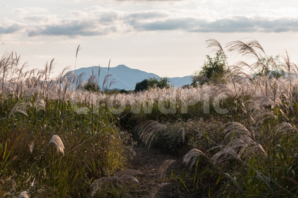 풍경,억새,산책,갈대,거리,자연,풍경,nature,landscape,가을,계절,fall,autumn,season,감성,sensible,feeling,grass,잔디,plant,식물,lawn,reed