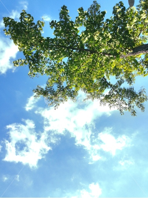 하늘,구름,자연,나무,배경,자연,풍경,nature,landscape,tree,plant,식물,vegetation,초목,sunlight,햇빛