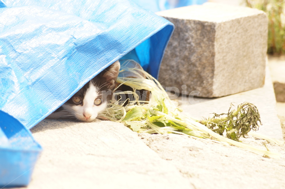 cat,animal,동물,고양이,길냥이,캣,동물,animal,포유류,mammal,고양이,cat,kitten,kitty