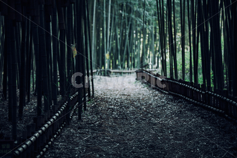 plant,식물,대나무,노을,길,가을,감성,나무,초록,자연,풍경,nature,landscape