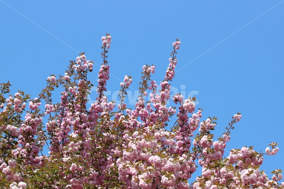 겹벚꽃,완산꽃동산,꽃,봄,한국풍경,풍경,분홍,봄,계절,spring,season,식물,자연,plants,nature,꽃,flower,plant,blossom