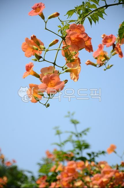 language of flowers,petal,jacaranda,flower