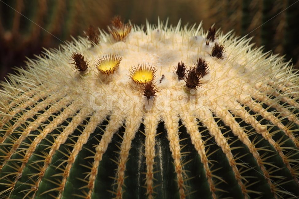 공선인장,꽃,선인장,barrelcactus,ballcactus