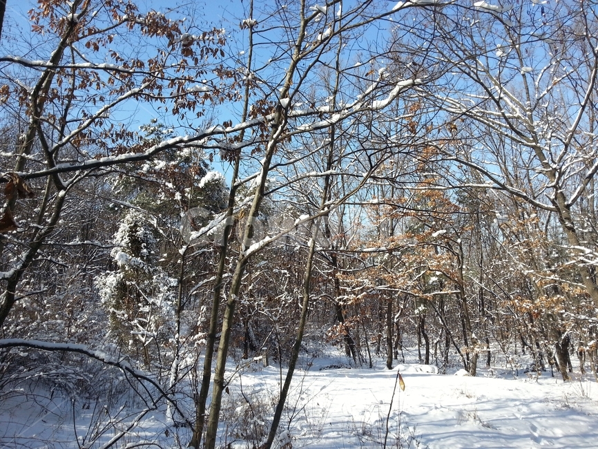 겨울,눈,겨울산,등산로,설경,겨울,계절,winter,season,자연,풍경,nature,landscape