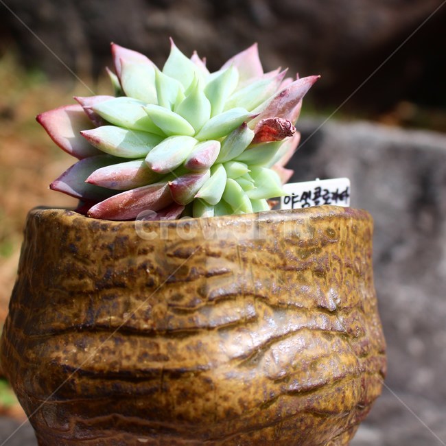 식물,햇살,햇빛,일광,식물화분,식물,자연,plants,nature