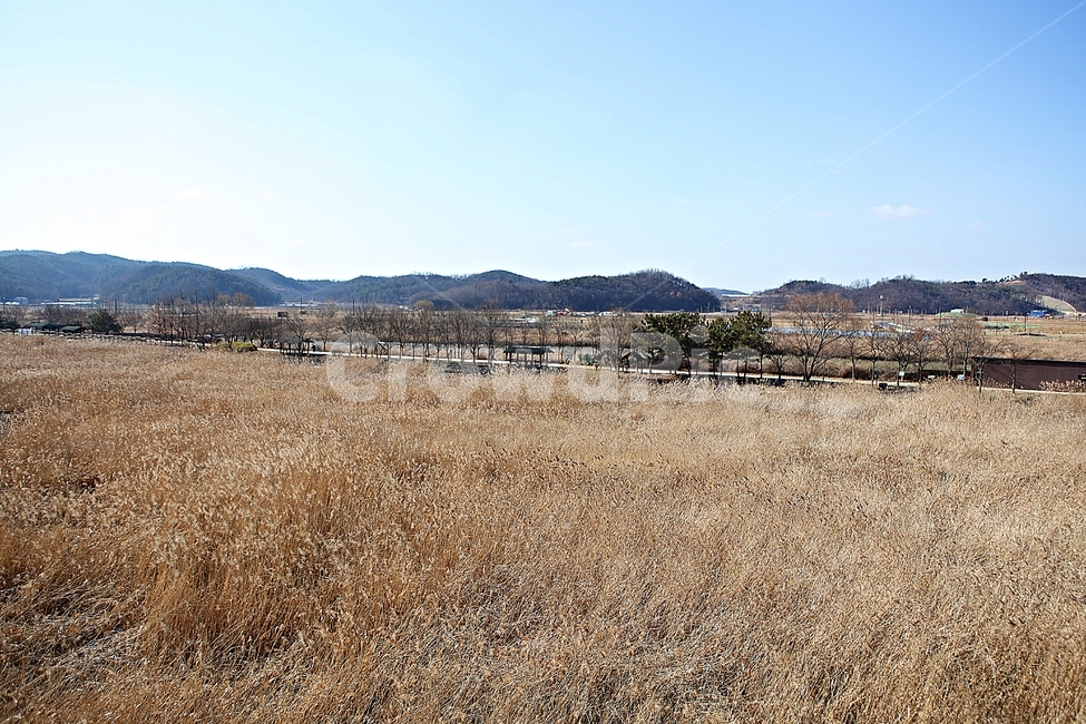 안산갈대습지공원,갈대,억새,습지,공원,식물,자연,풍경,겨울,자연,풍경,nature,landscape
