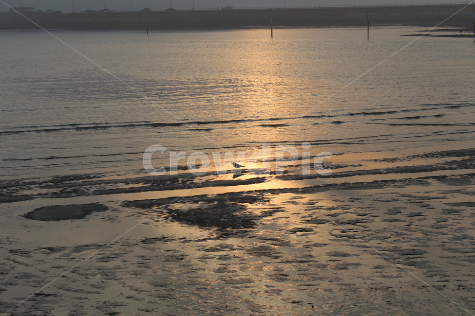바다,갈매기,석양,뻘,가을,자연,태양,빛,sea,ocean,sunset,settingsun,eveningsun,seagull,gull