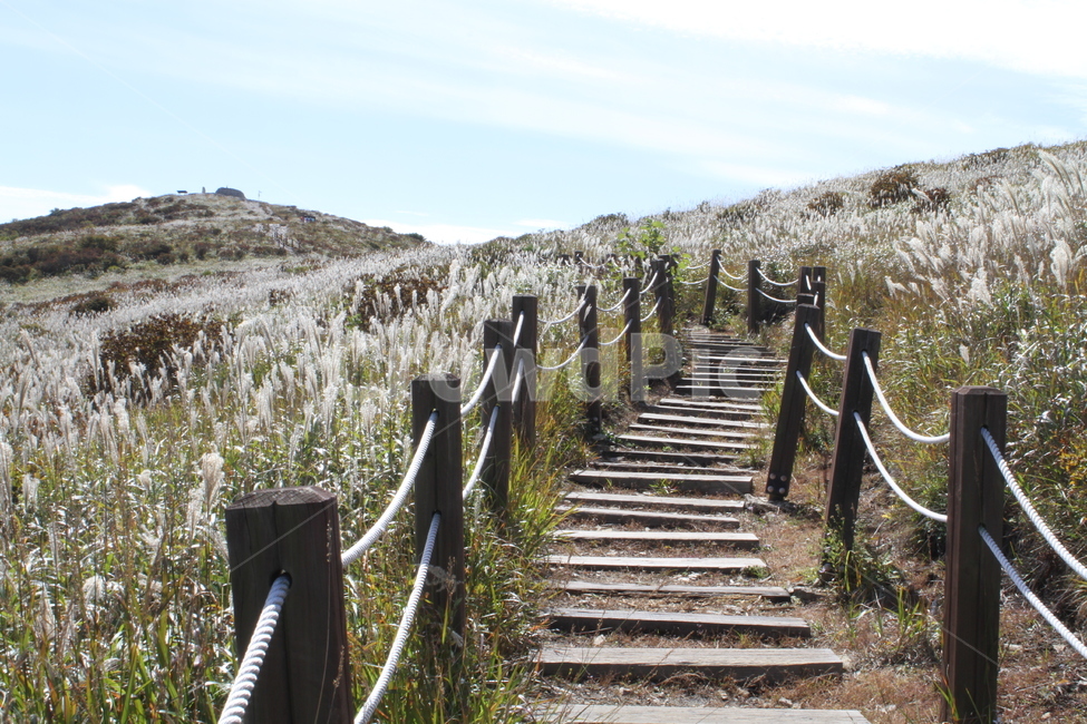 등산로,가을,억새,풍경,mountaintrail,탐방로,천황산,영남알프스,산,가을,계절,fall,autumn,season,자연,풍경,nature,landscape,한국자연풍경,한국자연경관,korea nature landscape,handrail,난간,banister